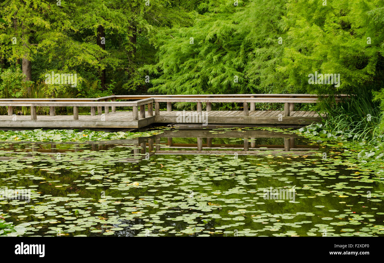 Pont flottant en bois au-dessus d'un étang avec des nappes de lys au jardin botanique VanDusen à Vancouver, Canada en été. Banque D'Images