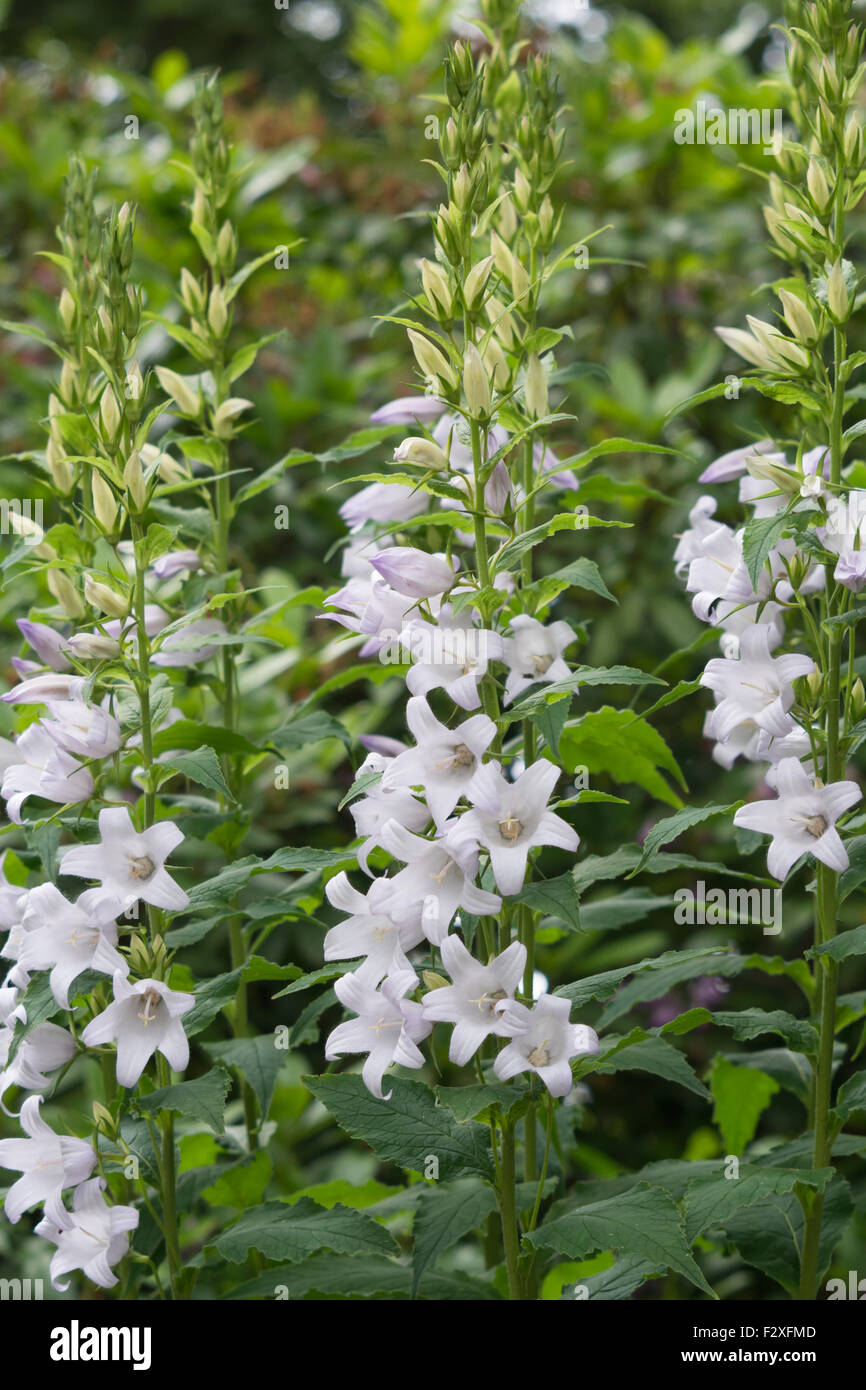 Campanula latifolia - Giant Bellflower Banque D'Images