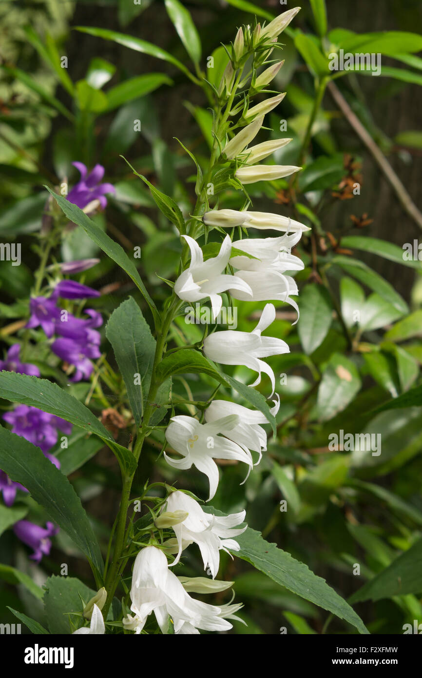 Campanula latifolia - Giant Bellflower Banque D'Images