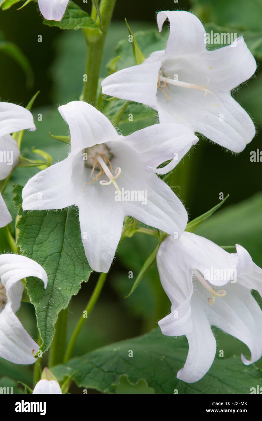 Campanula latifolia - Giant Bellflower Banque D'Images