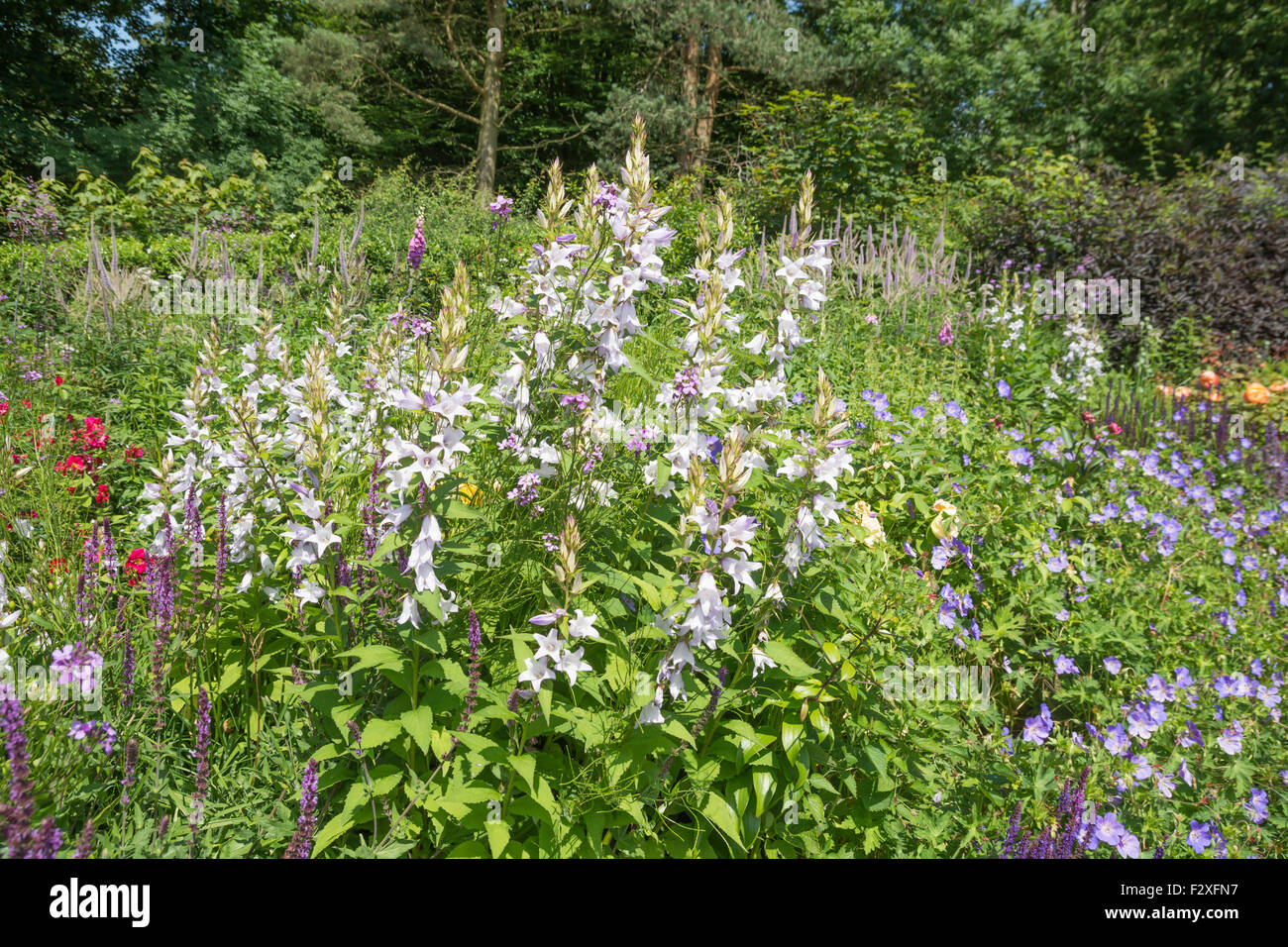 Campanula latifolia - Giant Bellflower Banque D'Images