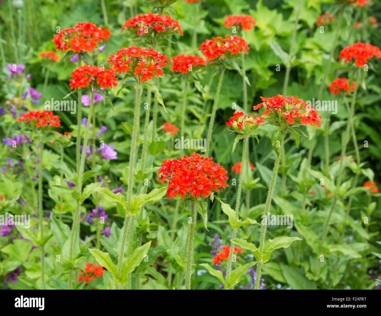 Lychnis chalcedonica Banque D'Images