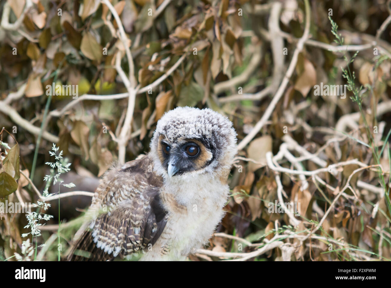 Young Asian Brown Wood owl Banque D'Images