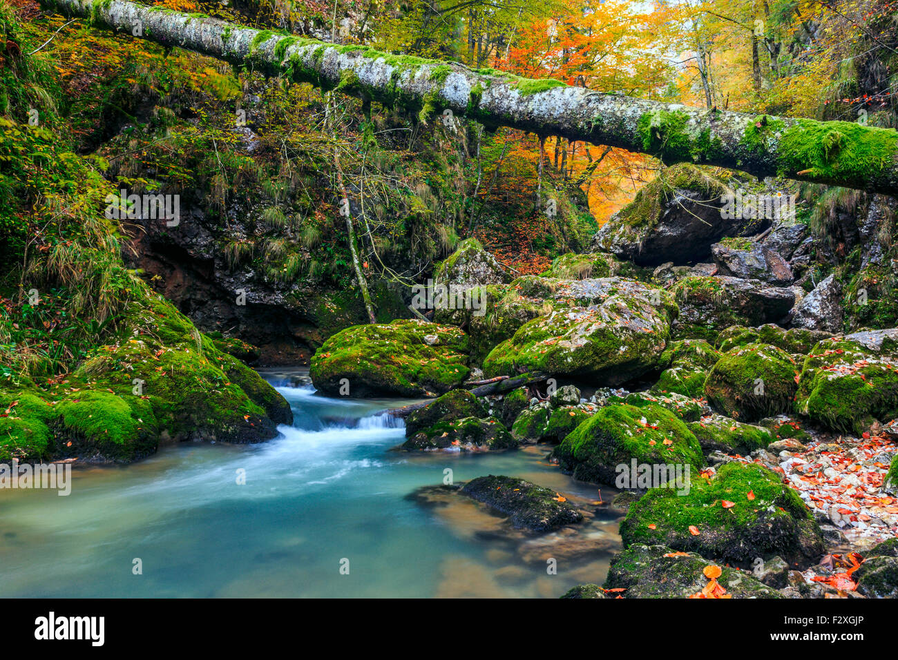 Creek profondément dans la forêt de montagne en Transylvanie, Roumanie Banque D'Images