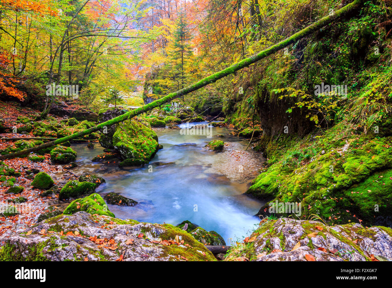 Creek profondément dans la forêt de montagne en Transylvanie, Roumanie Banque D'Images
