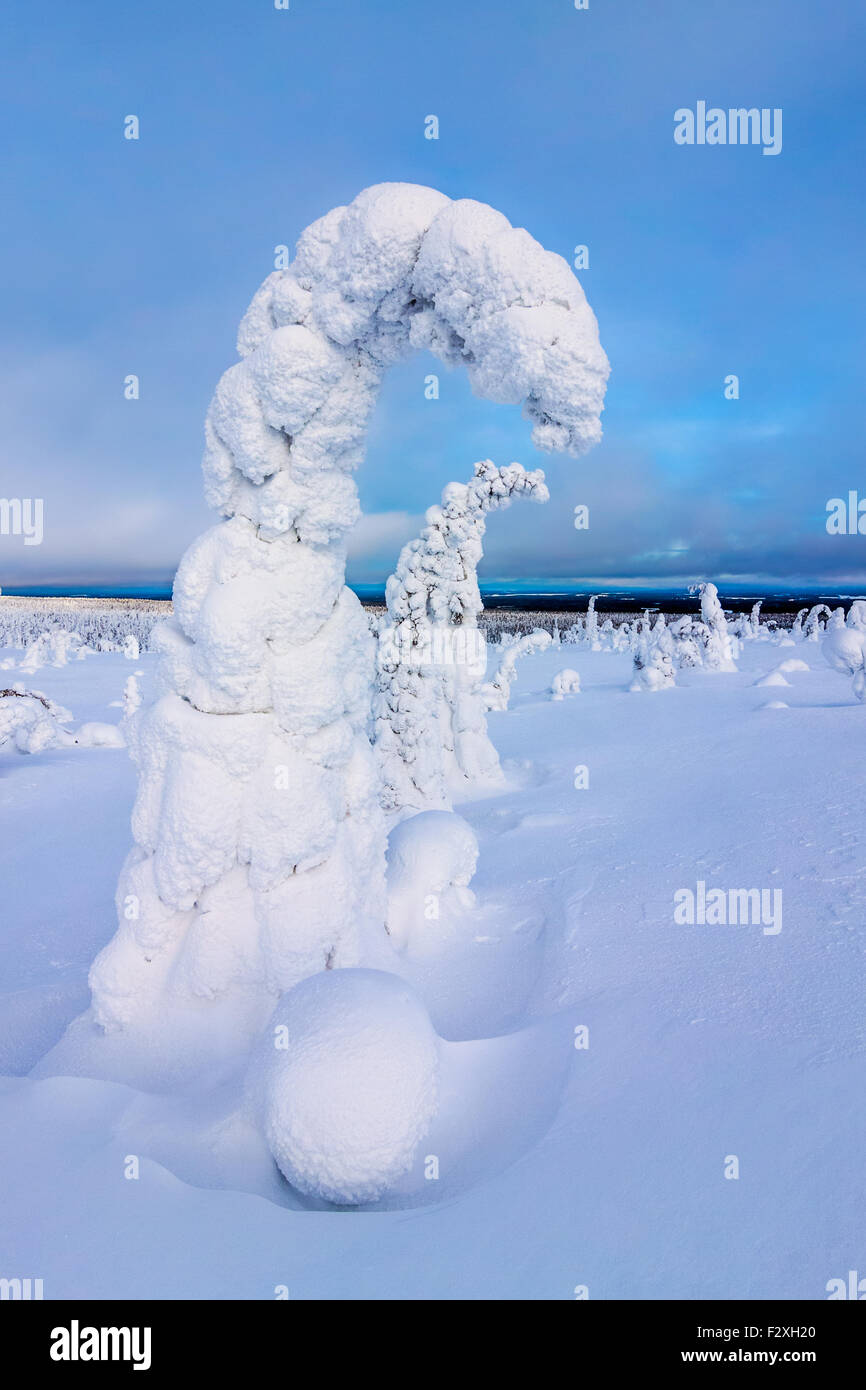 Arbres couverts de neige Banque D'Images