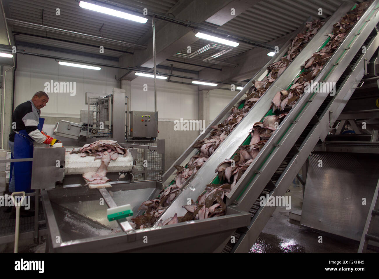 La transformation du poisson dans la criée néerlandaise de Den Helder Banque D'Images