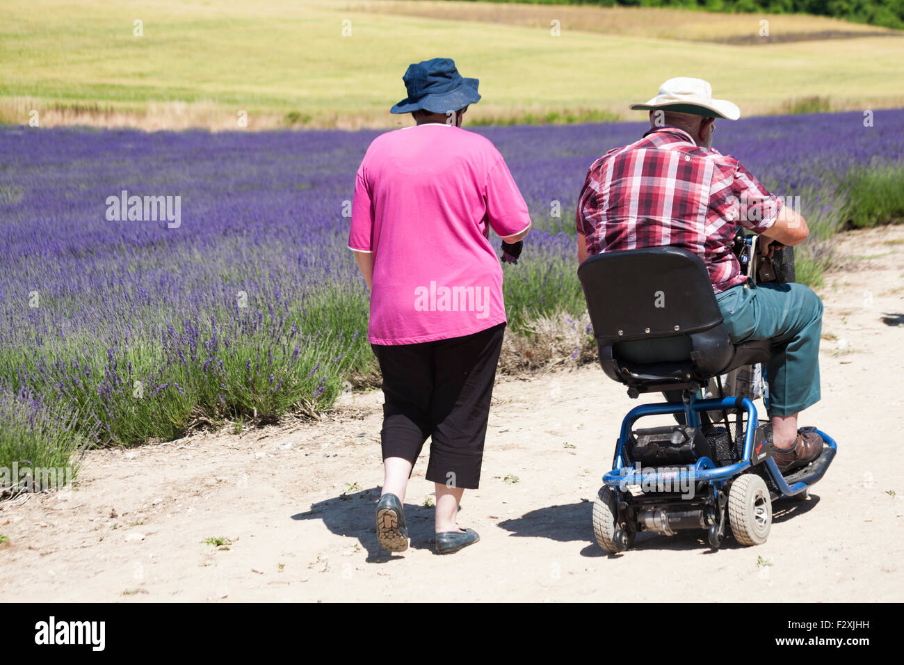 Couple senior avec homme en scooter mobile profitant de la lavande à Lordington Lavender Farm, Chichester, West Sussex Royaume-Uni en juillet Banque D'Images