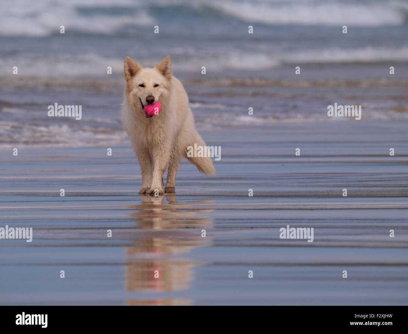 Berger Allemand blanc sur la plage, Gwithian, Cornwall, UK Banque D'Images