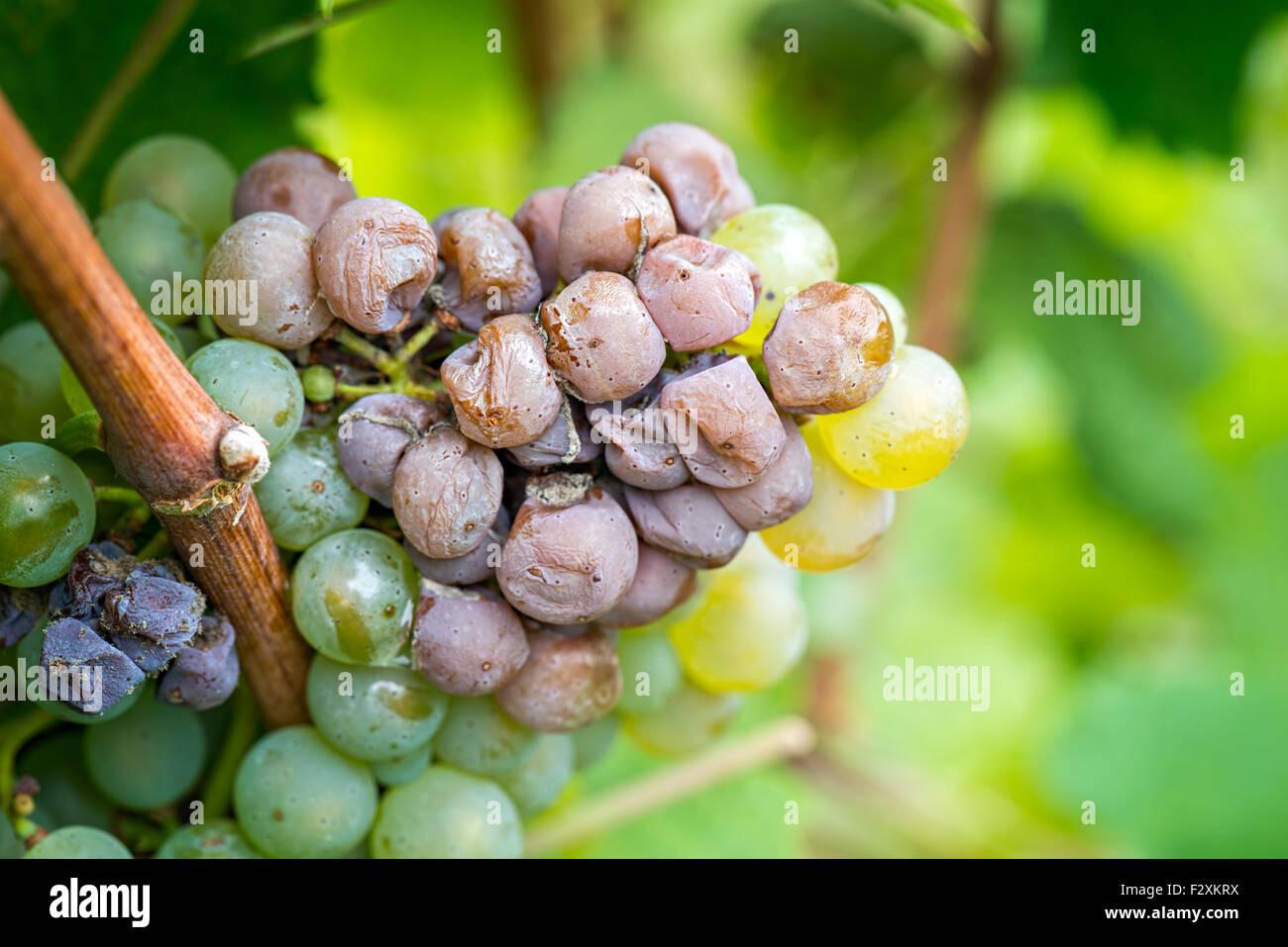 Pourriture Noble d'un vin de raisin, raisin botrytised Banque D'Images