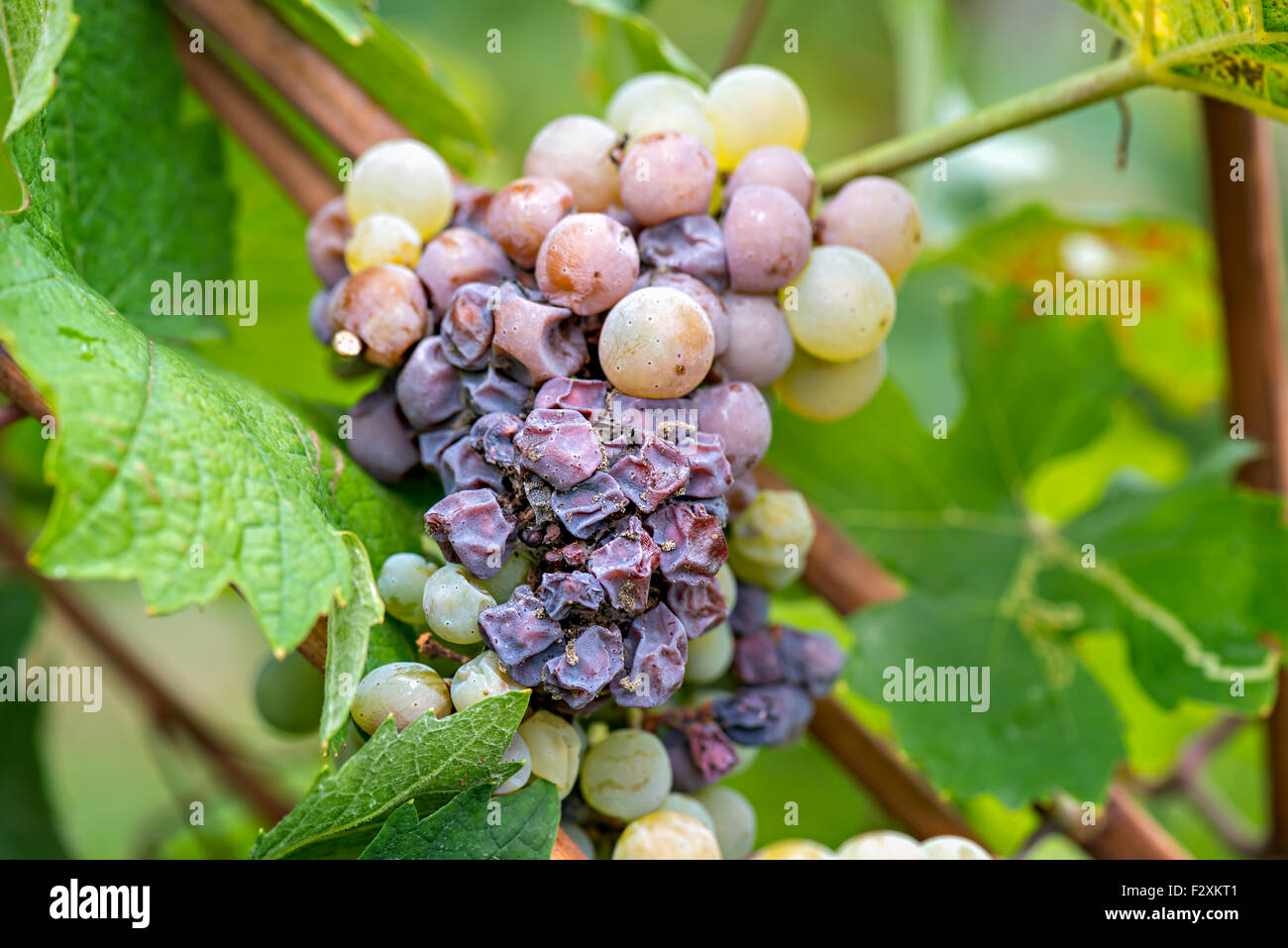 Pourriture Noble d'un vin de raisin, raisin botrytised Banque D'Images