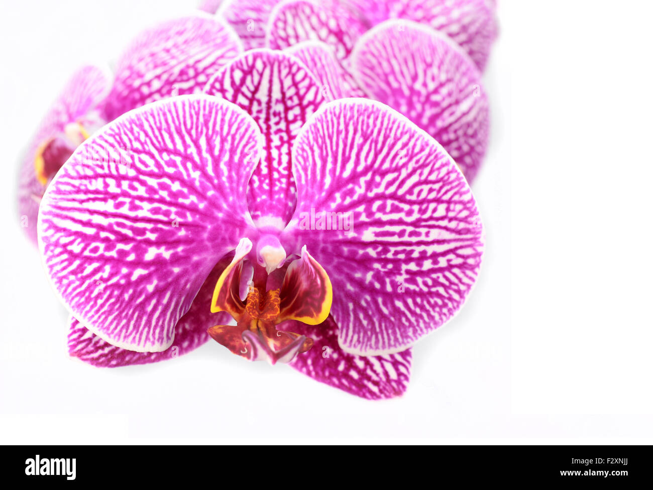 Gros plan macro de fleurs en fleurs d'Orchidée isolé sur fond blanc Banque D'Images