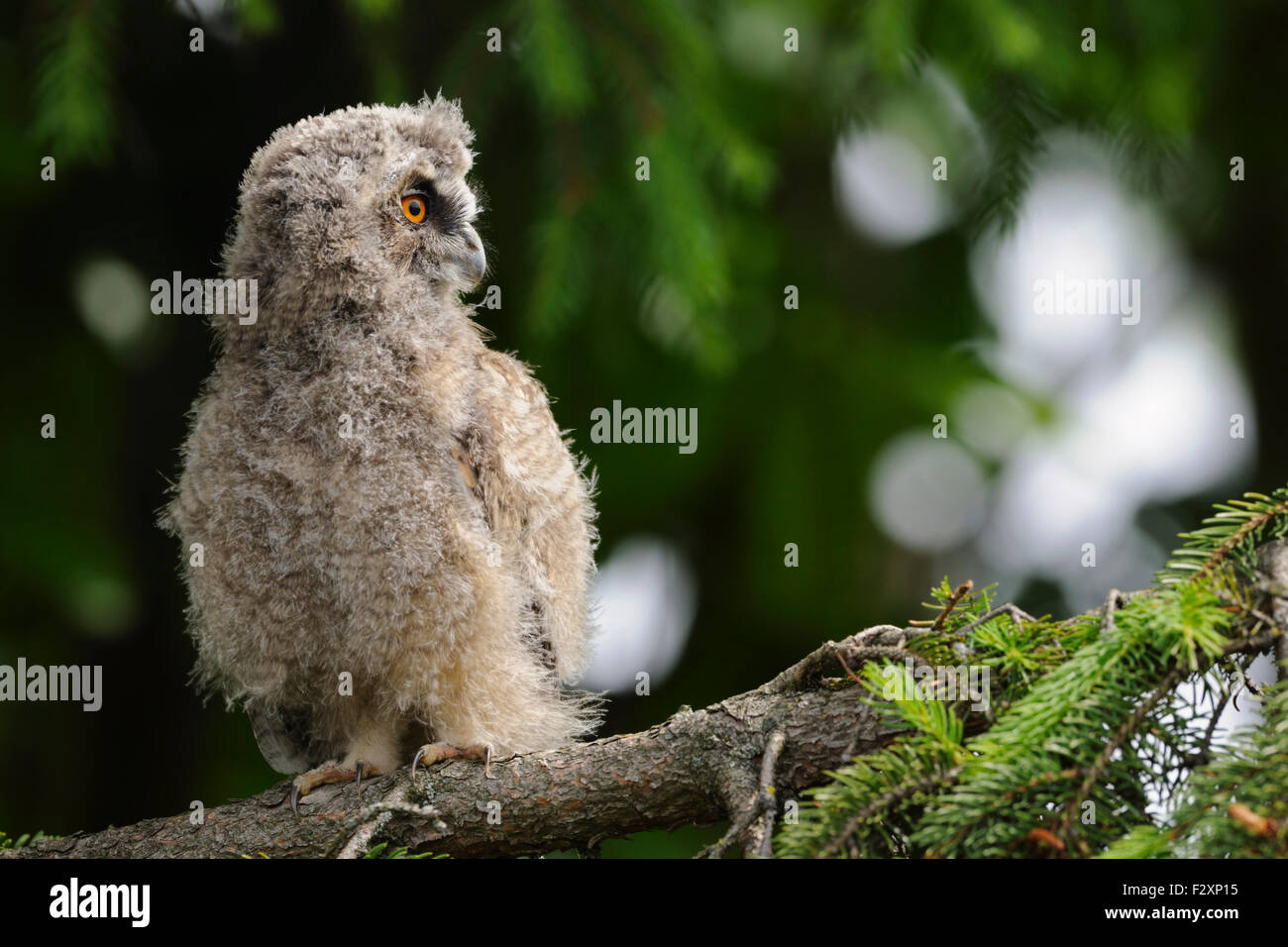Le jeune oiseau à longues oreilles / Waldohreule ( Asio otus ) grince dans un arbre regardant en arrière par-dessus son épaule, la faune, l'Europe. Banque D'Images