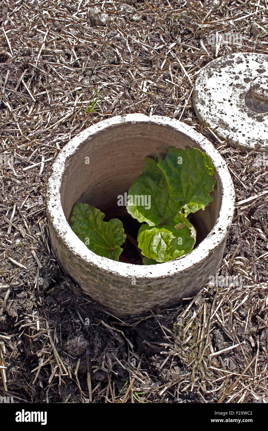 Forcer la rhubarbe TIMPERLY TÔT DANS UN LIT CHAUD. RHEUM CULTORUM. Banque D'Images