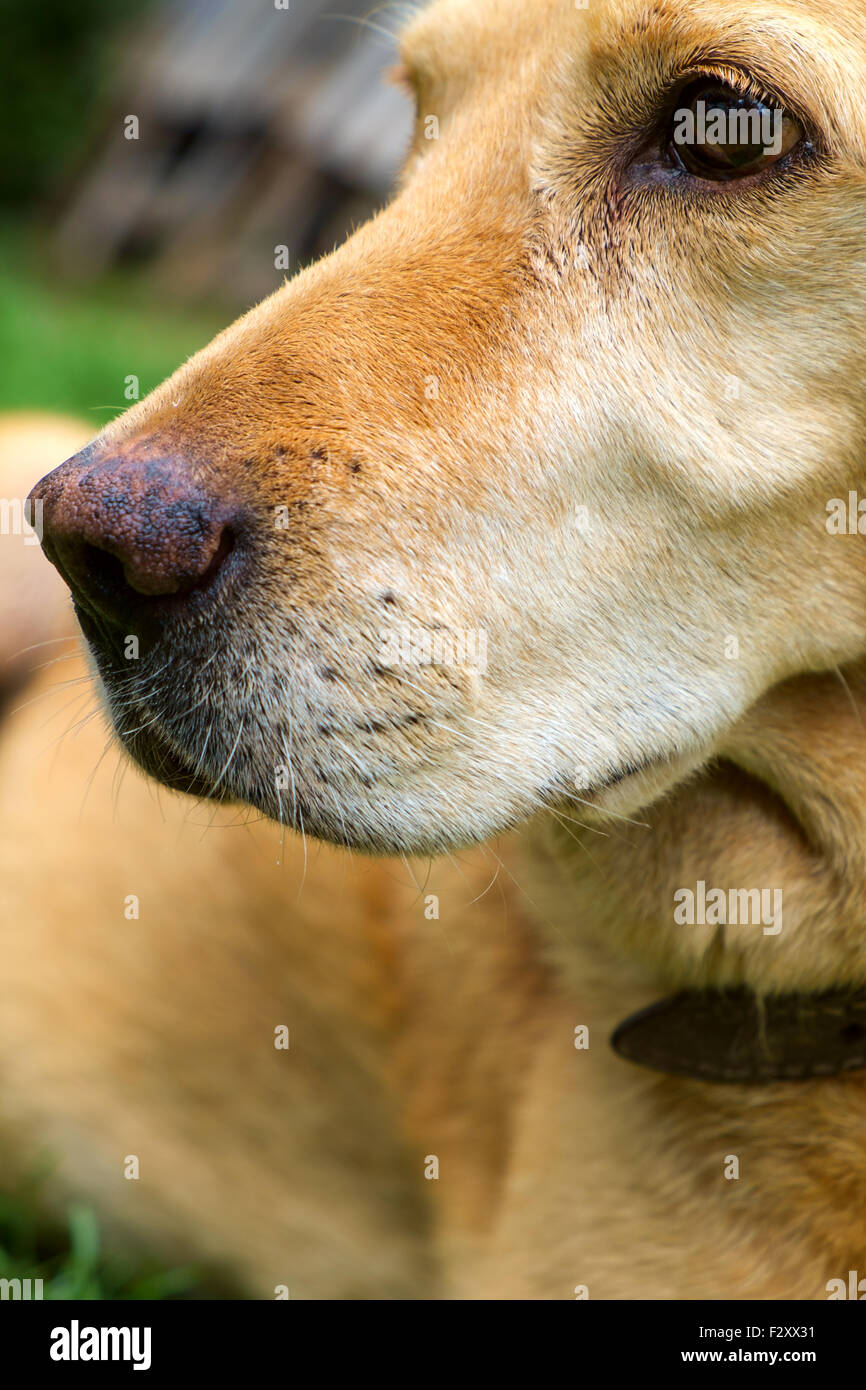 Labrador Retriever jaune est posé dans l'air extérieur - selective focus Banque D'Images