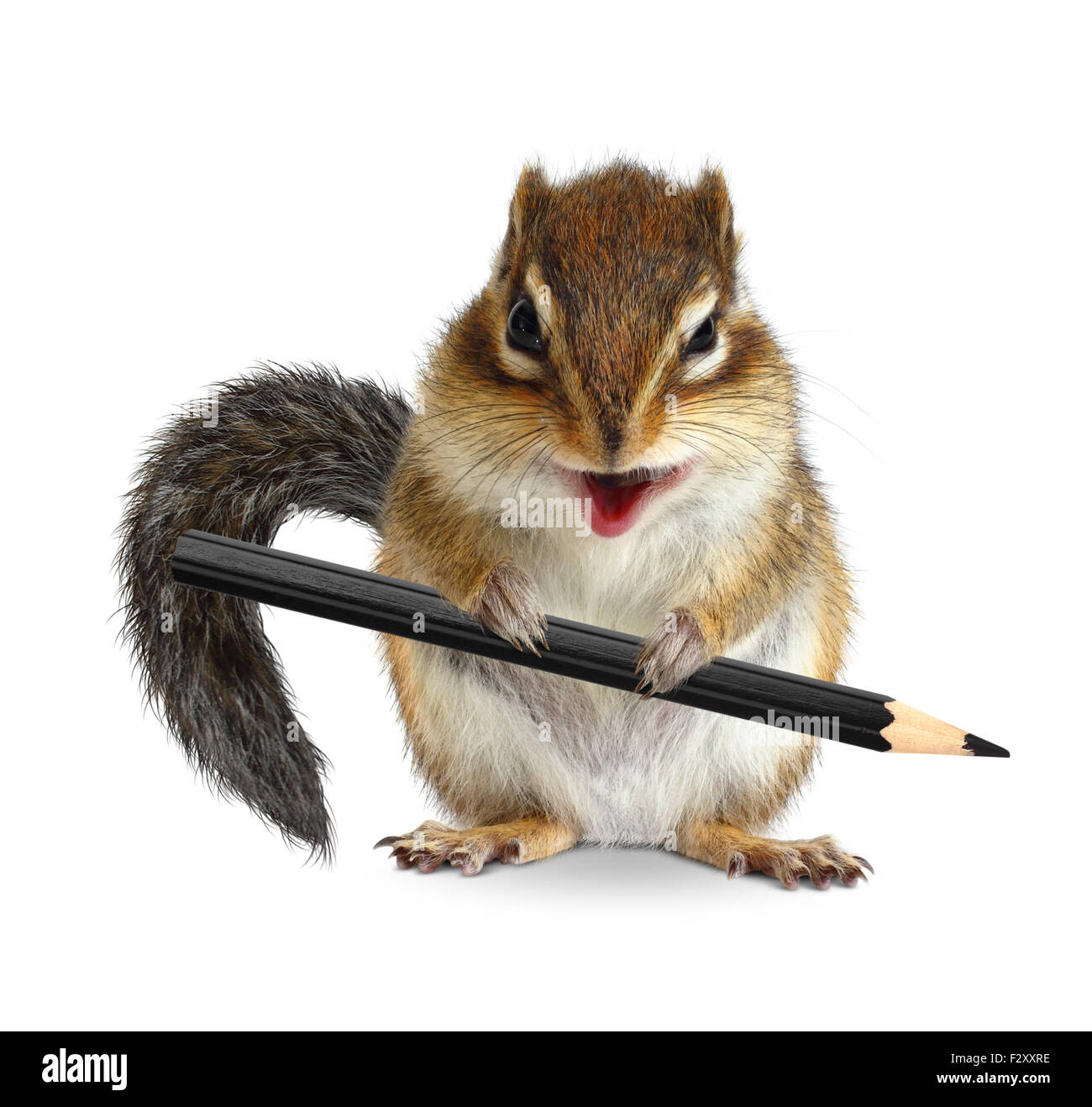 Funny chipmunk tenir un crayon, on white Banque D'Images