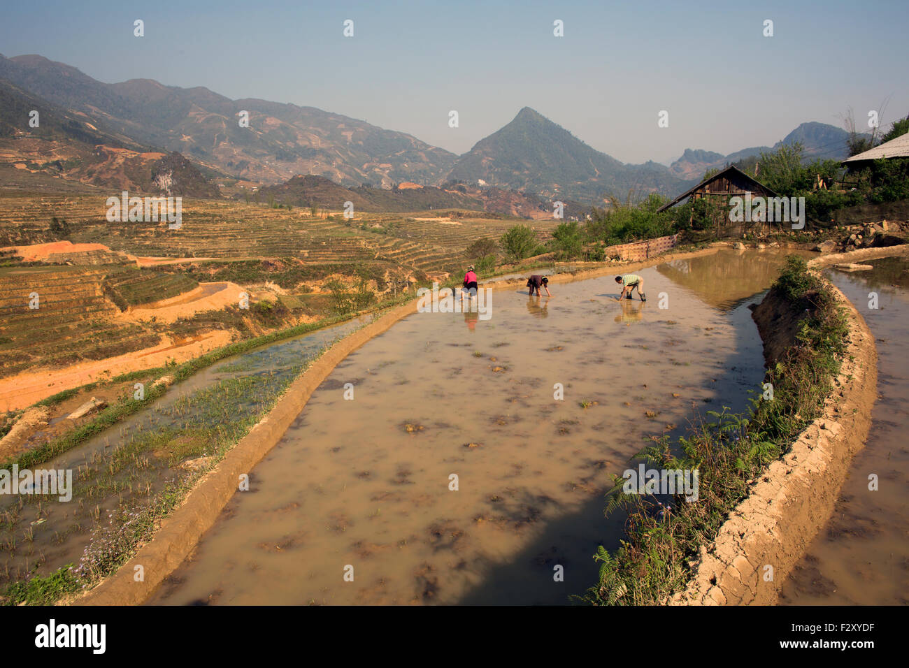 La culture du riz dans la région de Sapa, Vietnam du Nord Banque D'Images