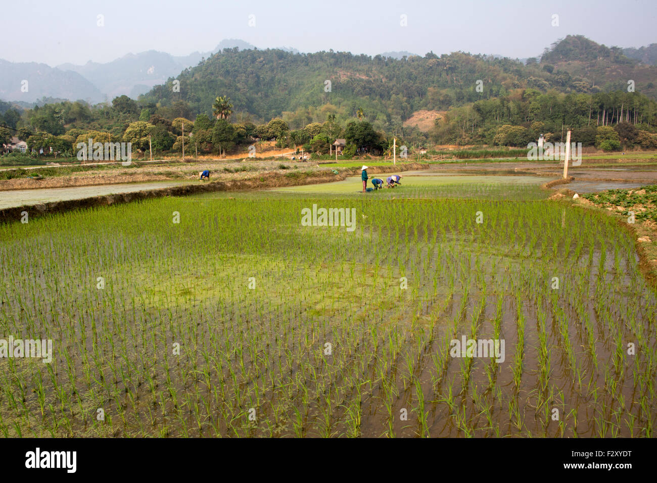 La culture du riz dans la région de Sapa, Vietnam du Nord Banque D'Images