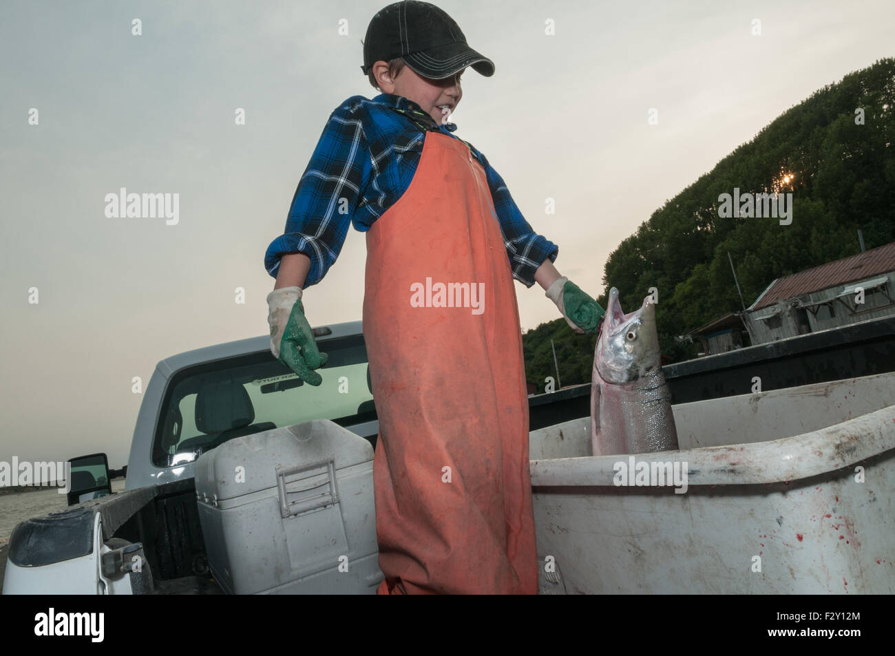 Jeune pêcheur de saumon rouge est capturé au moyen de subsistance pour la famille licence filet maillant à partir de la rive. Naknek, Bristol Bay, hélas Banque D'Images