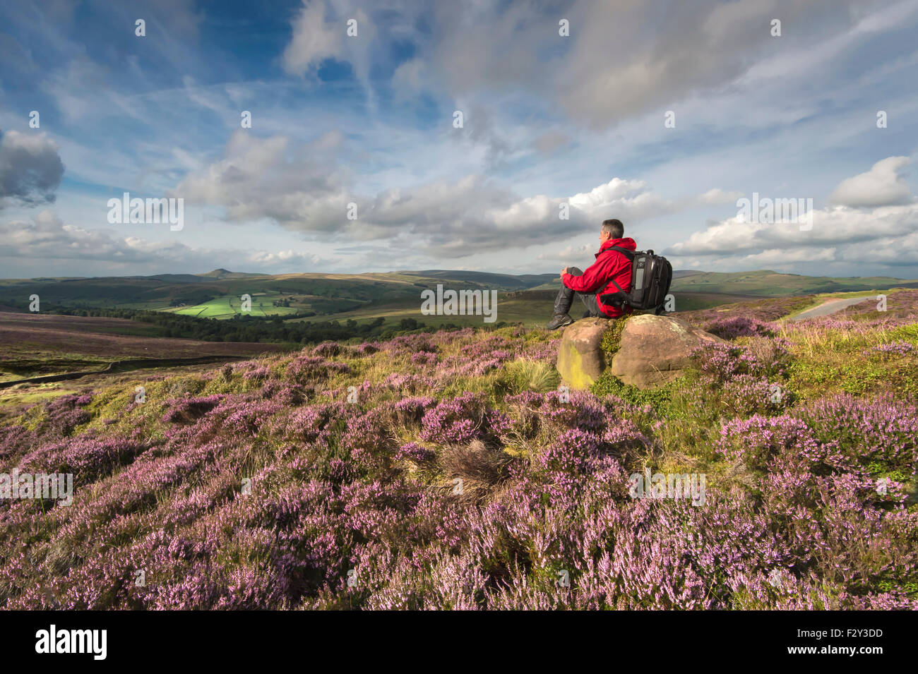 Une marchette à Shutlinsloe couverture vers avec de la Bruyère, parc national de Peak District, Staffordshire Banque D'Images