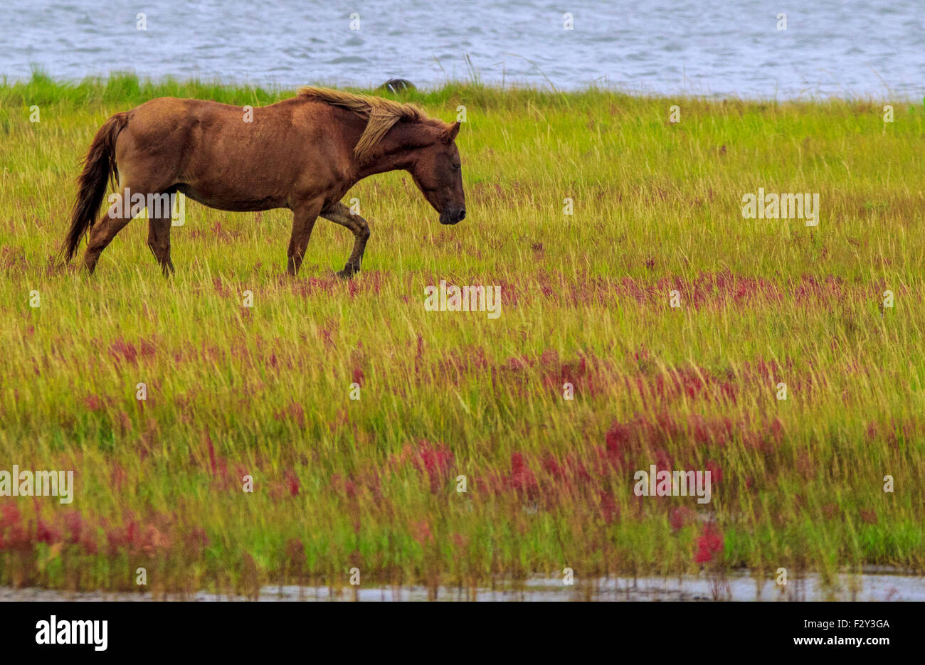 De poneys sauvages Assateague Island Banque D'Images