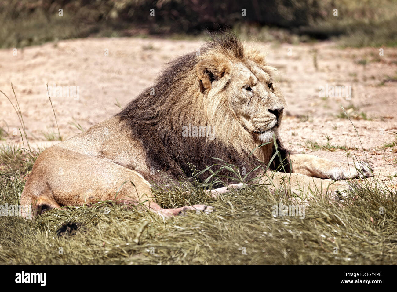 African lion mâle au repos couché Banque D'Images