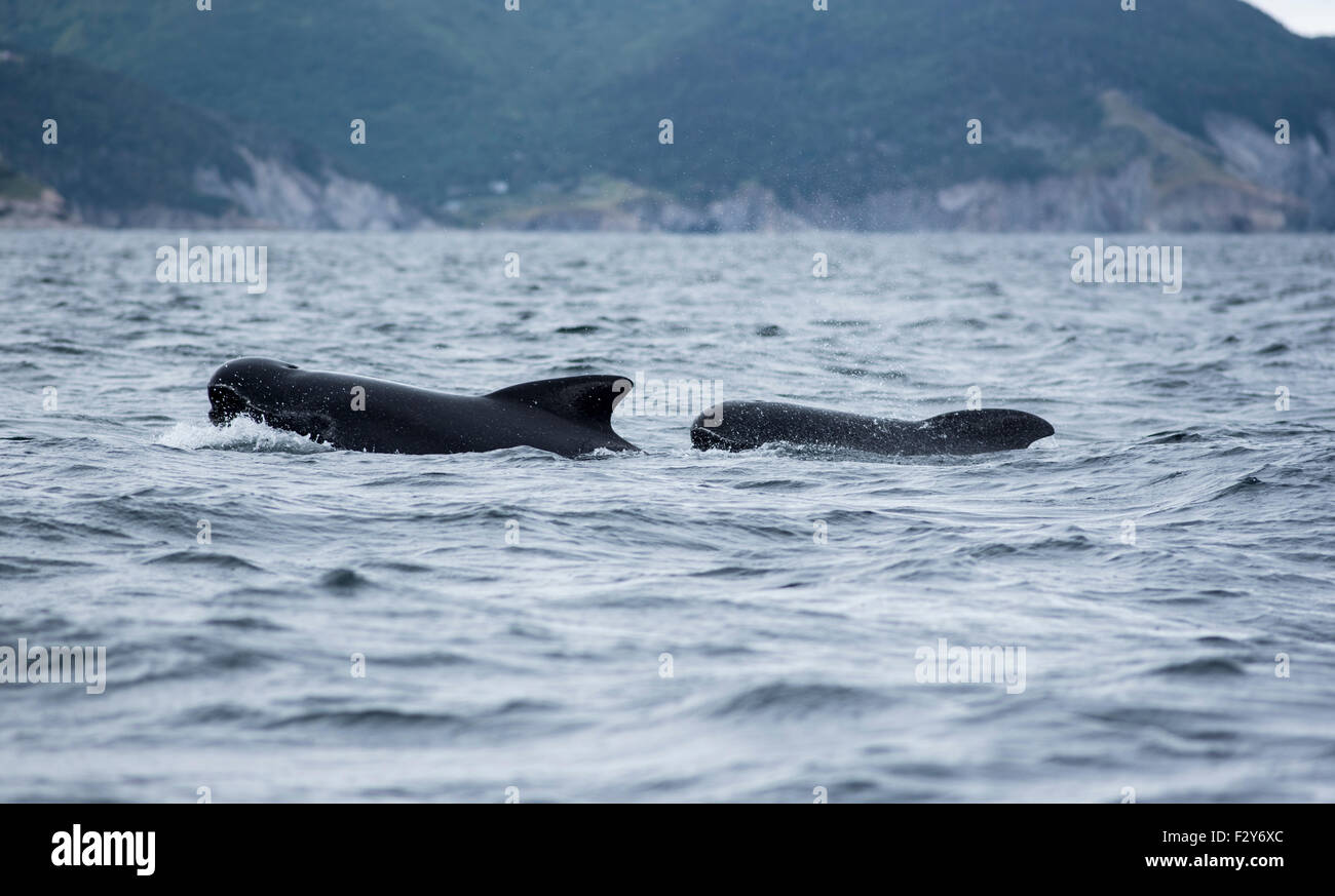 Baleines Pilotes au large du Cap-Breton Banque D'Images