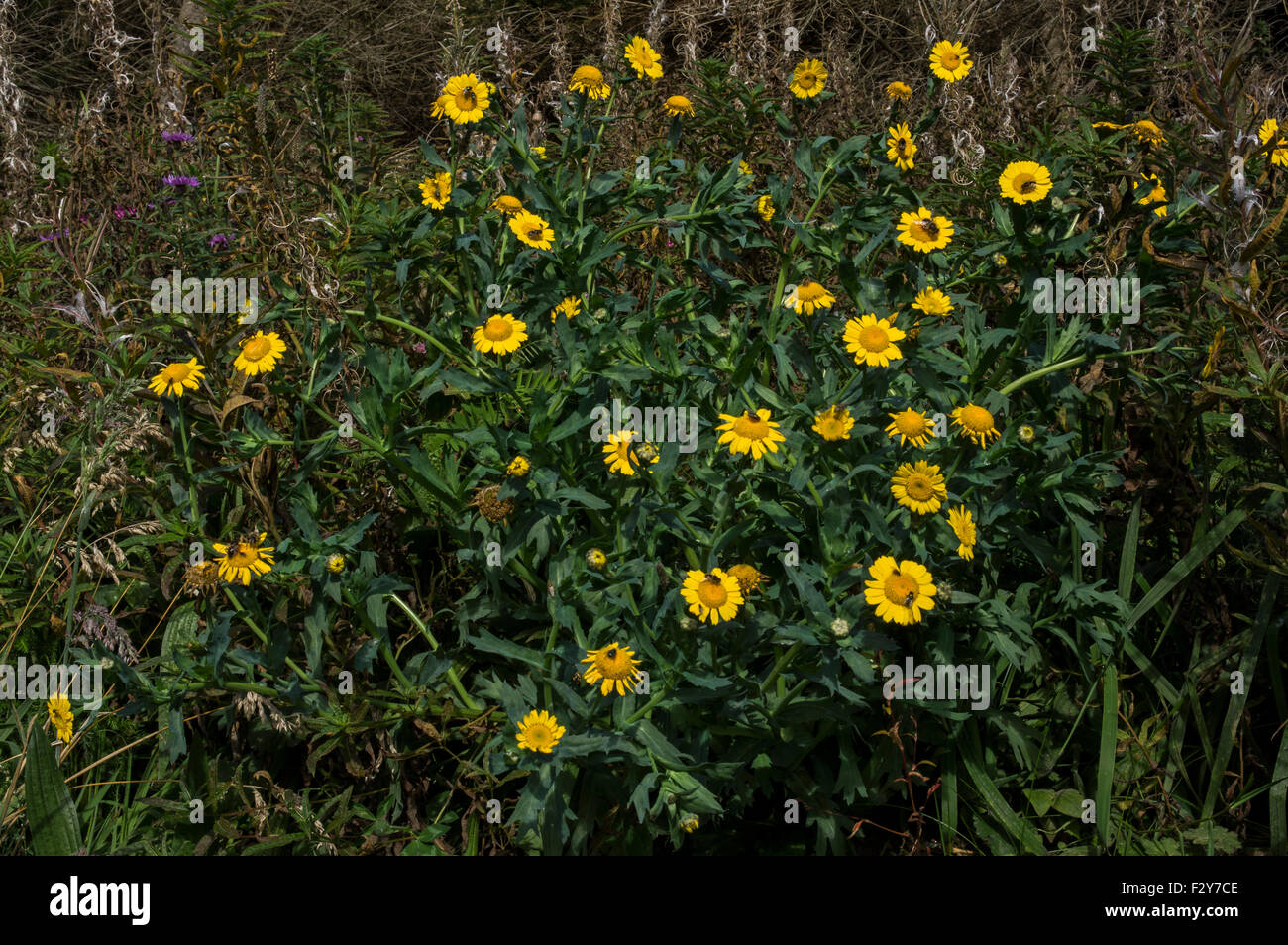Marigold de maïs. Une plante de sol perturbé, en particulier les champs labourés, diminue rapidement en Angleterre et au Pays de Galles Banque D'Images