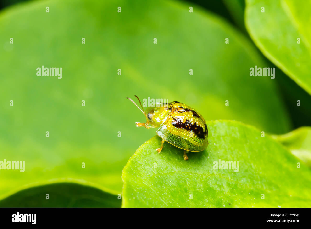 Coccinelle sur la feuille Banque D'Images
