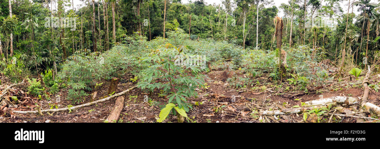 Forêt tropicale primaire en Equateur cut pour l'agriculture de subsistance, le manioc de plantes poussant dans l'avant-plan. Banque D'Images