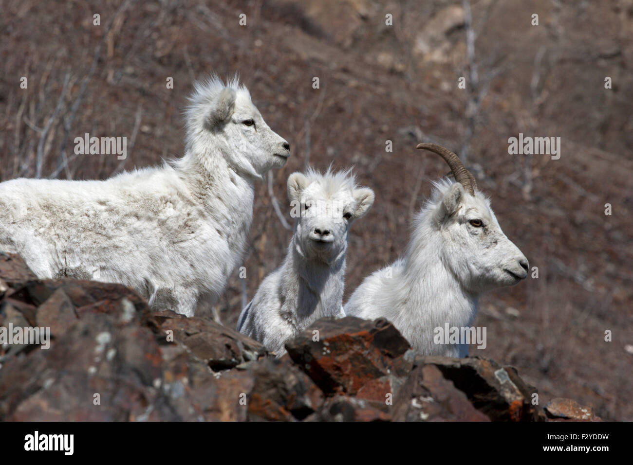 Dall Les chèvres de montagne wild Canada Yukon Banque D'Images