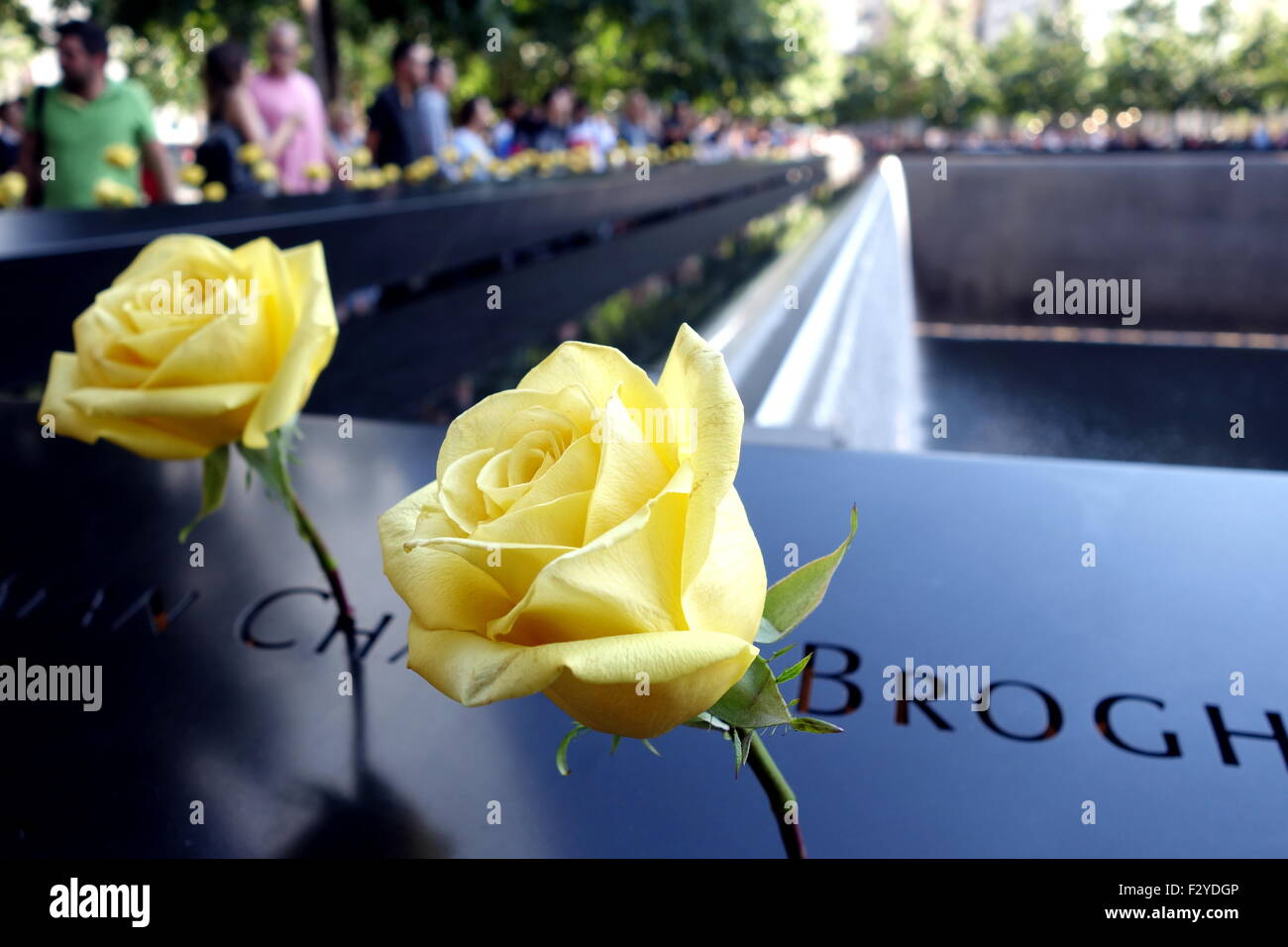 Roses jaunes honorant les victimes à 9/11 Memorial Fountain Banque D'Images