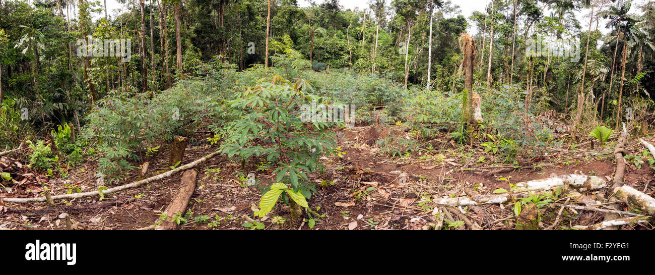 Forêt tropicale primaire en Equateur cut pour l'agriculture de subsistance, le manioc de plantes poussant dans l'avant-plan. Banque D'Images
