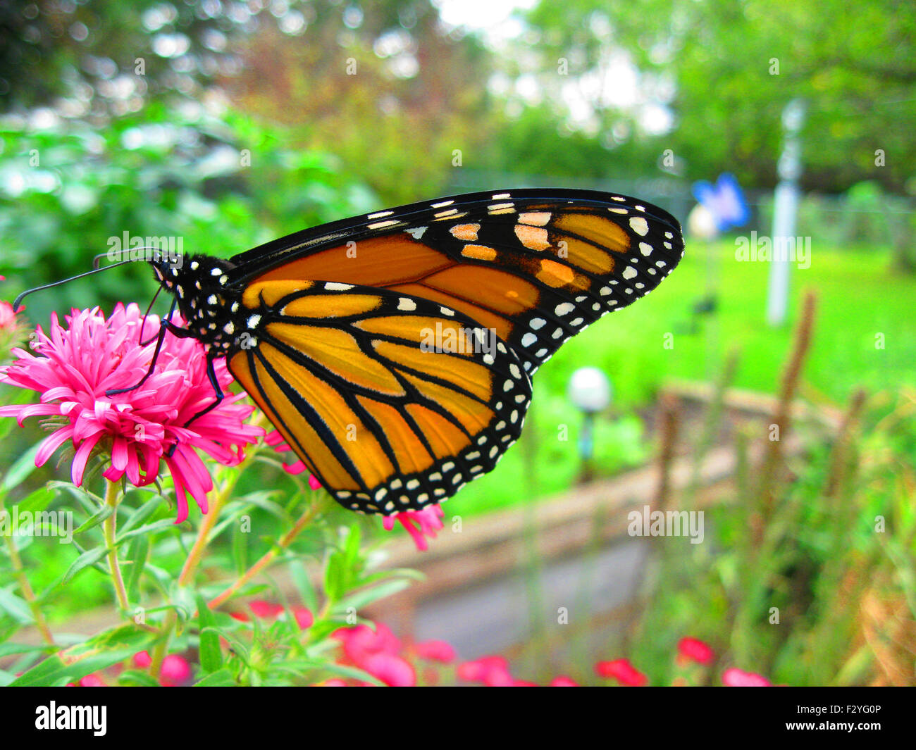 Papillon monarque sur Fleur Aster Rose Banque D'Images