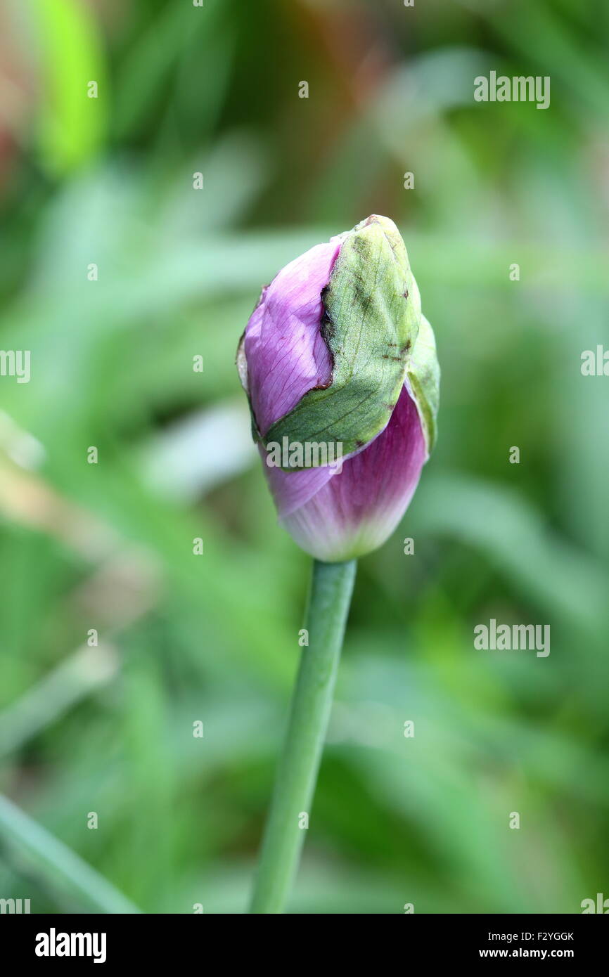 Fleur de pavot à opium non ouvert Banque D'Images