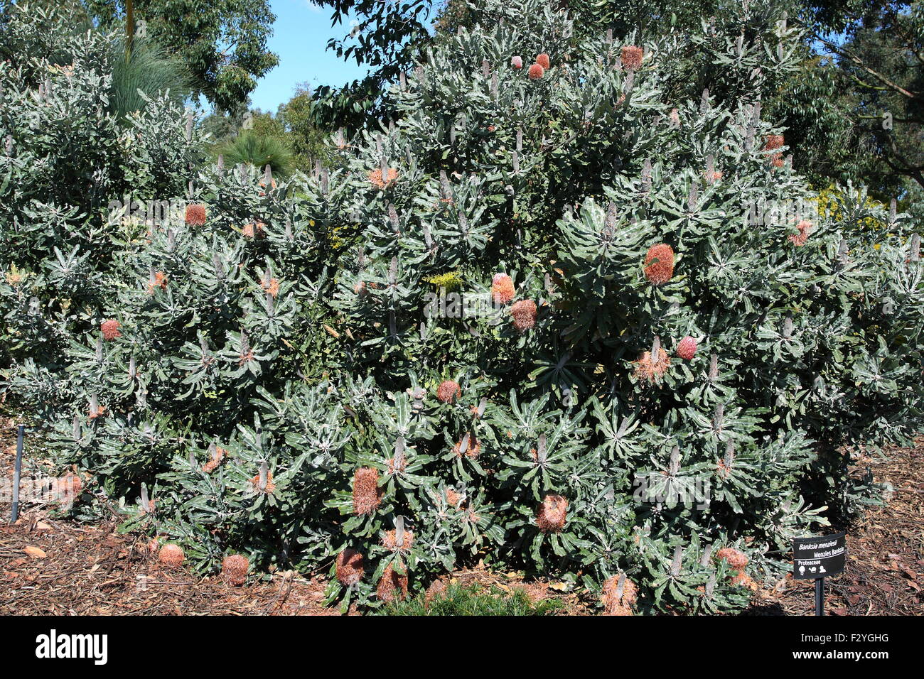 Banksia menziesii ou également connu comme bois de Banksia Banque D'Images