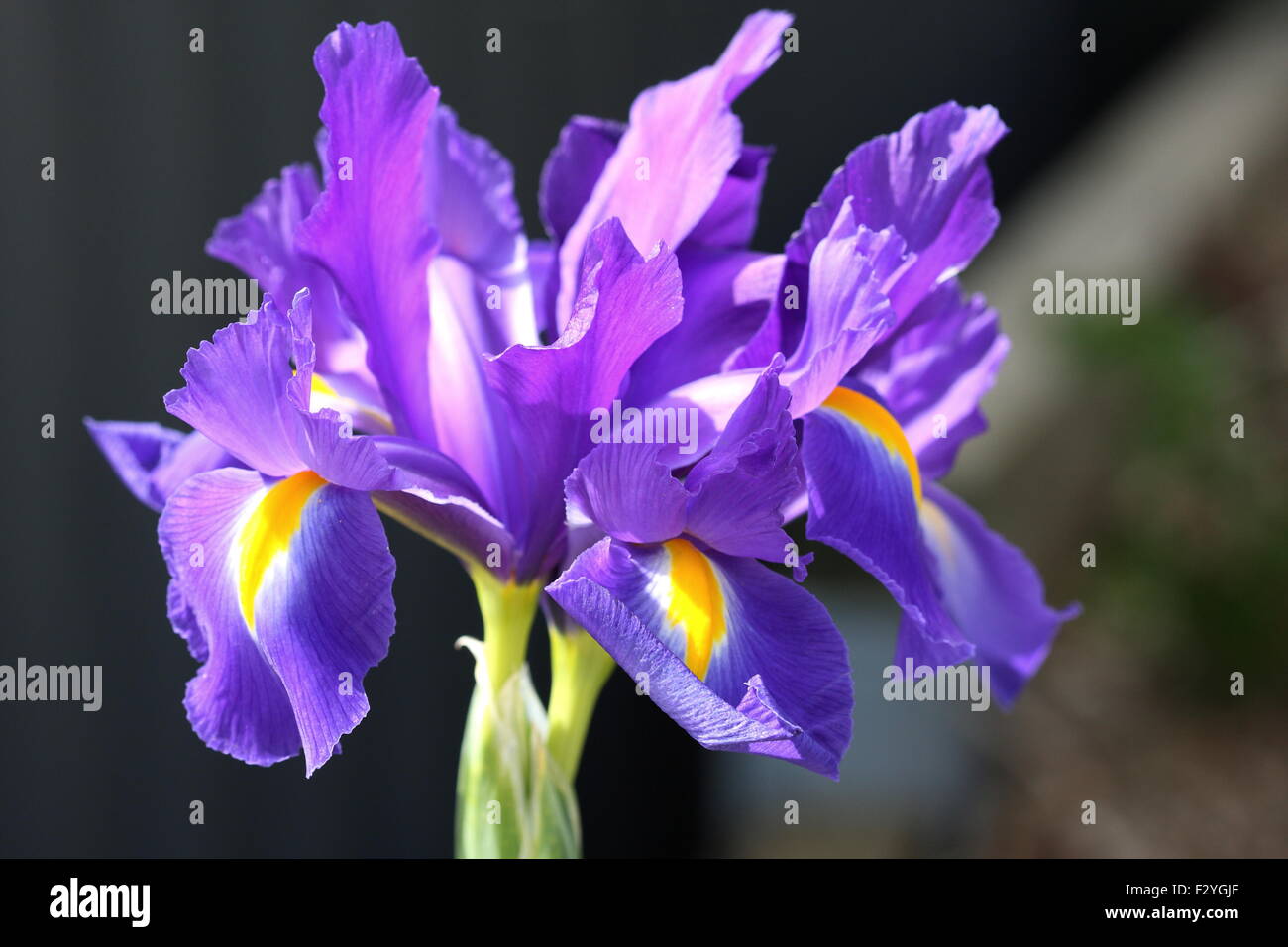 Close up of Iris x hollandica ou également connu sous le nom de Dutch Iris Blue Magic fleur en pleine floraison Banque D'Images