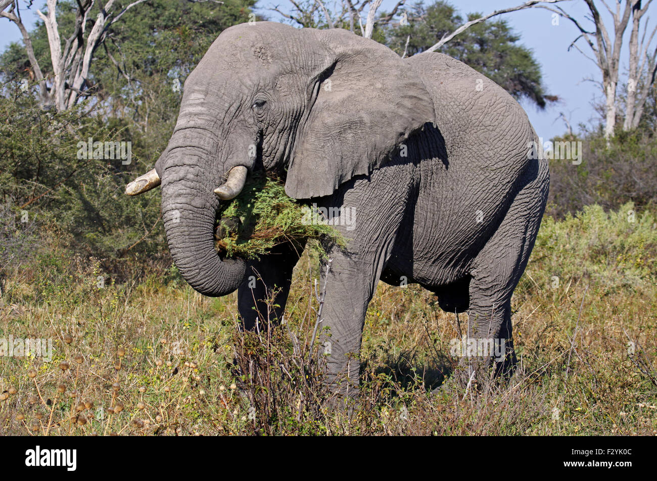 L'éléphant africain, Savuti, Botswana Banque D'Images