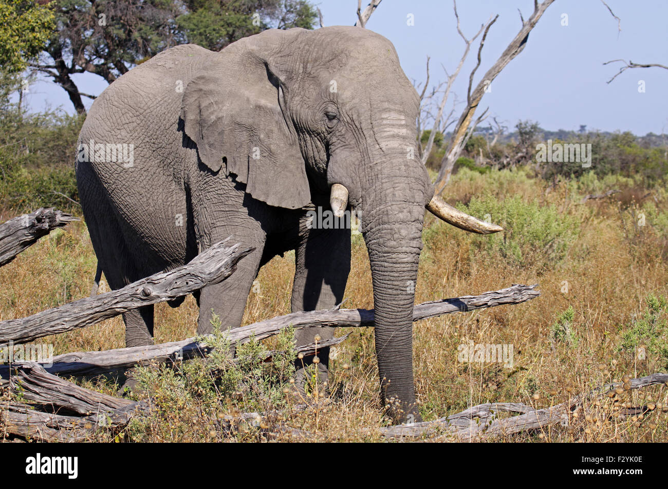 L'éléphant africain, Savuti, Botswana Banque D'Images