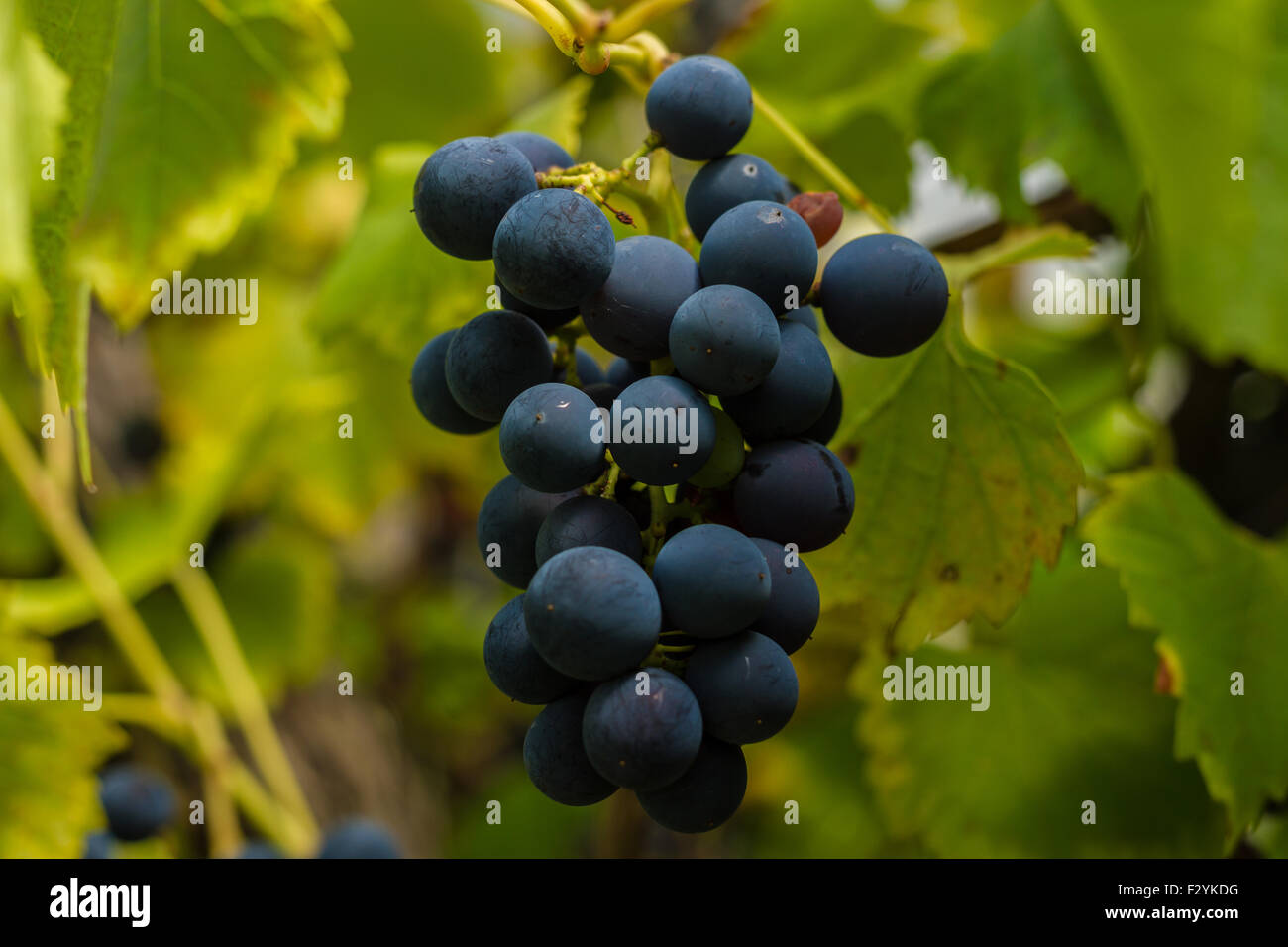 Rangée de vignes de raisins et feuilles de vigne Banque D'Images