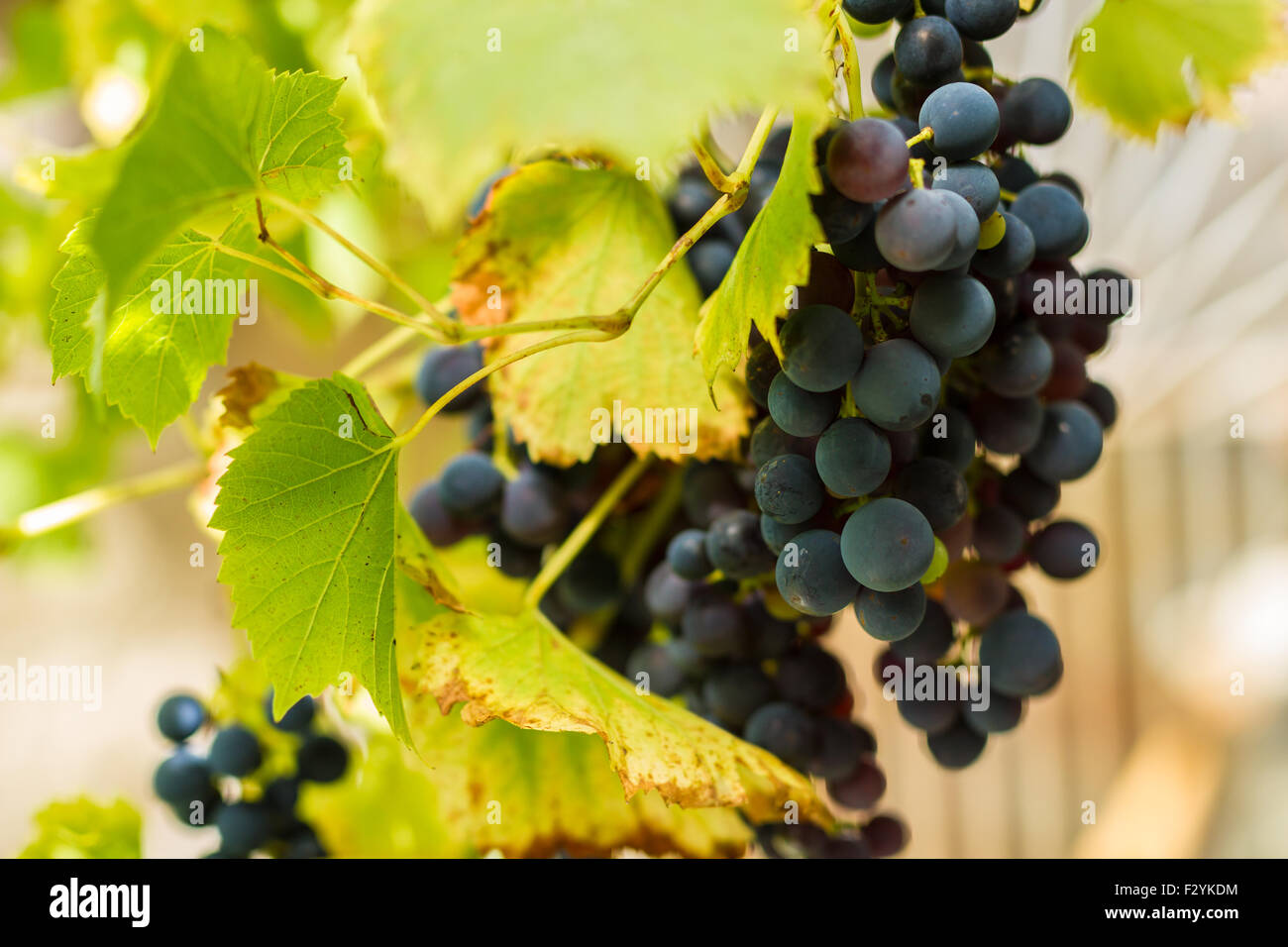 Rangée de vignes de raisins et feuilles de vigne Banque D'Images