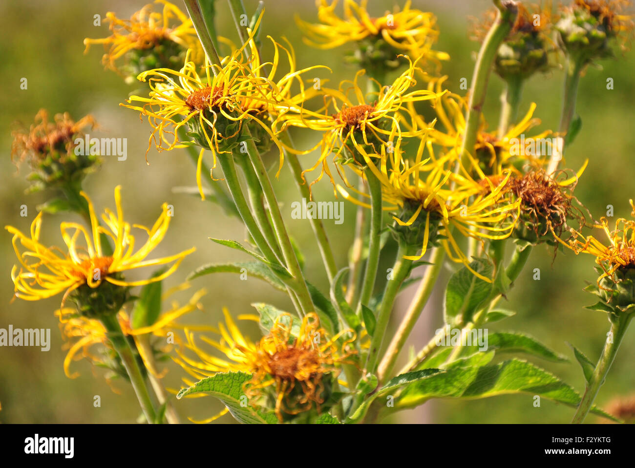 Grande aunée (Inula helenium) Banque D'Images