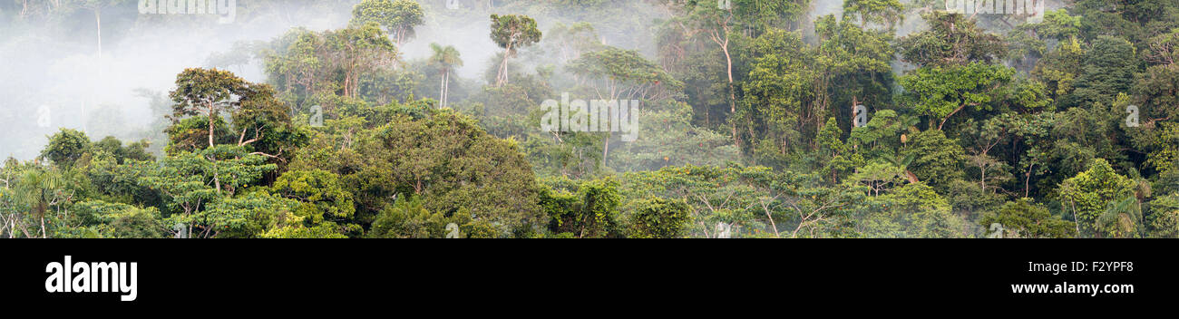 Panorama de la forêt tropicale avec brouillard passant de la forêt après la pluie. Dans l'Amazonie équatorienne. Banque D'Images