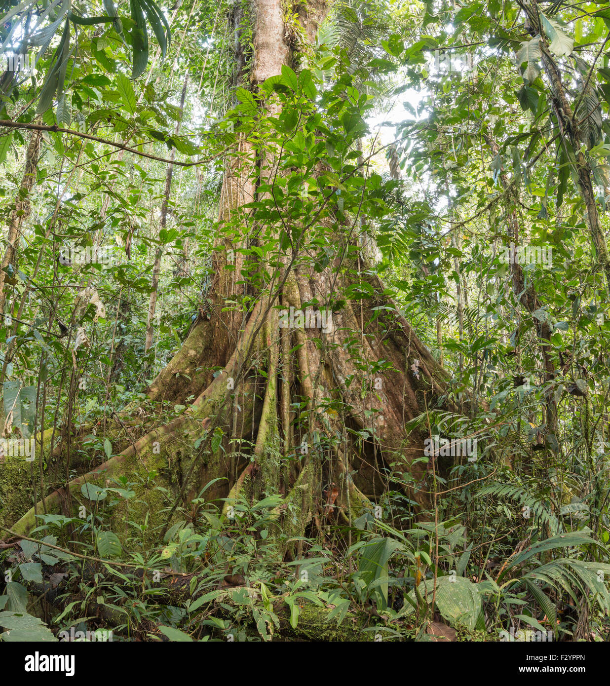 Un très grand Ceibo ou kapokier (Ceiba pentandra) avec un vaste système de racines contrefort en forêt tropicale humide, l'Équateur Banque D'Images