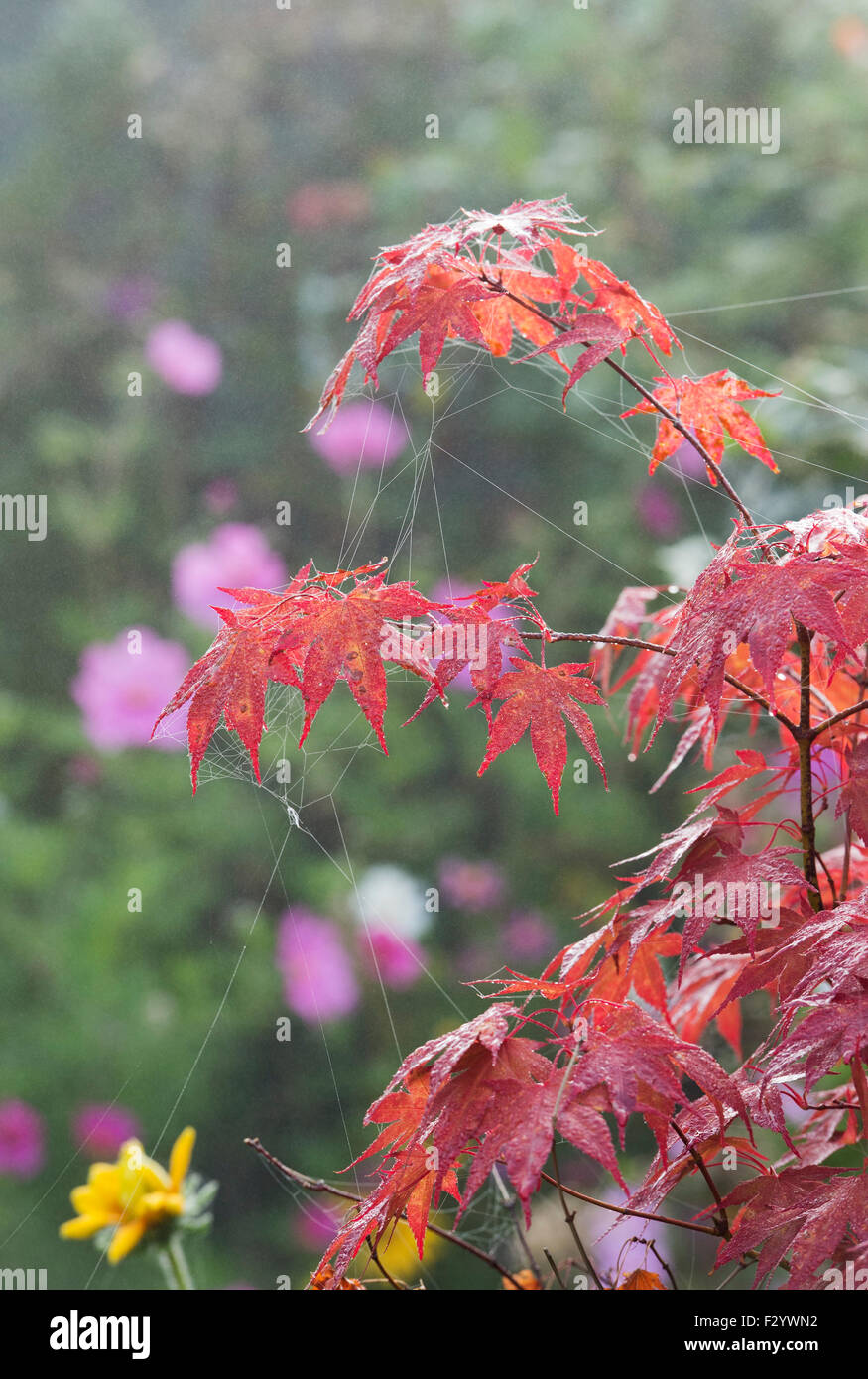 Toiles d'araignées sur un acer arbre dans un jardin anglais à l'automne Banque D'Images