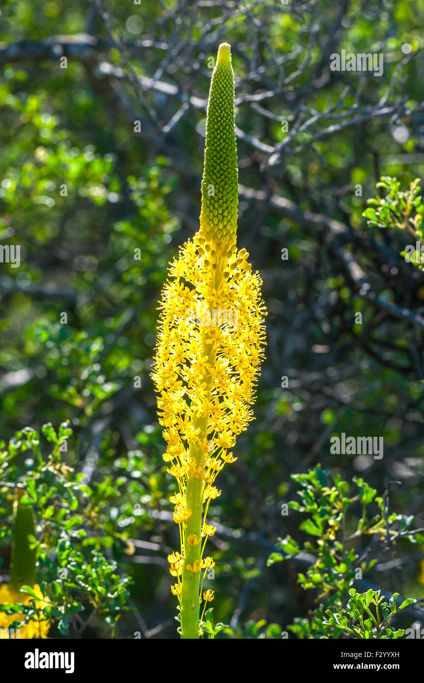 Un Katstert jaune rétroéclairé (CATS), queue Bulbinella latifolia, à Katstertvlei au Skilpad dans le Parc National Namaqua sud-Af Banque D'Images