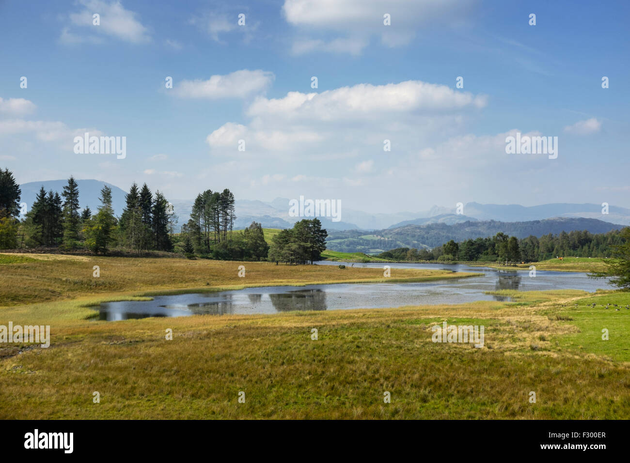 Een sage Tarn et le Langdale Pikes. Banque D'Images