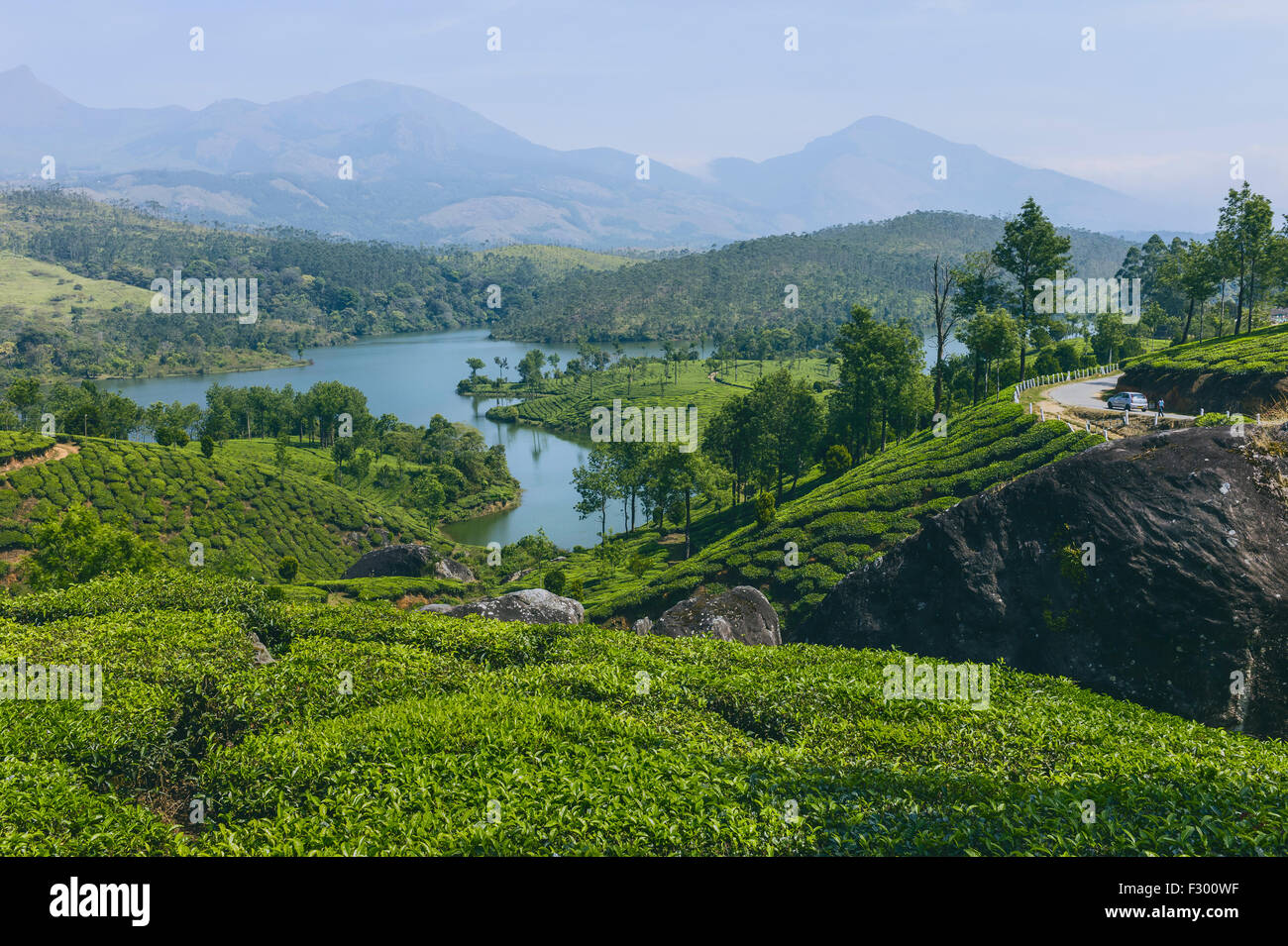 Lac au milieu d'une plantation de thé à l'aube avec l'Kannan Devan Hills dans l'arrière-plan, Munnar, Kerala, Inde. Banque D'Images