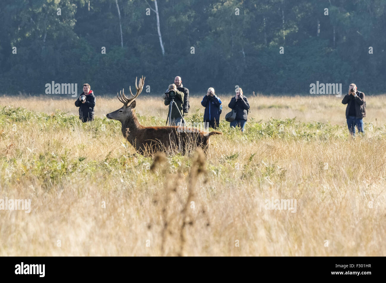 Des photographes à Richmond Park, Londres Angleterre Royaume-Uni UK Banque D'Images