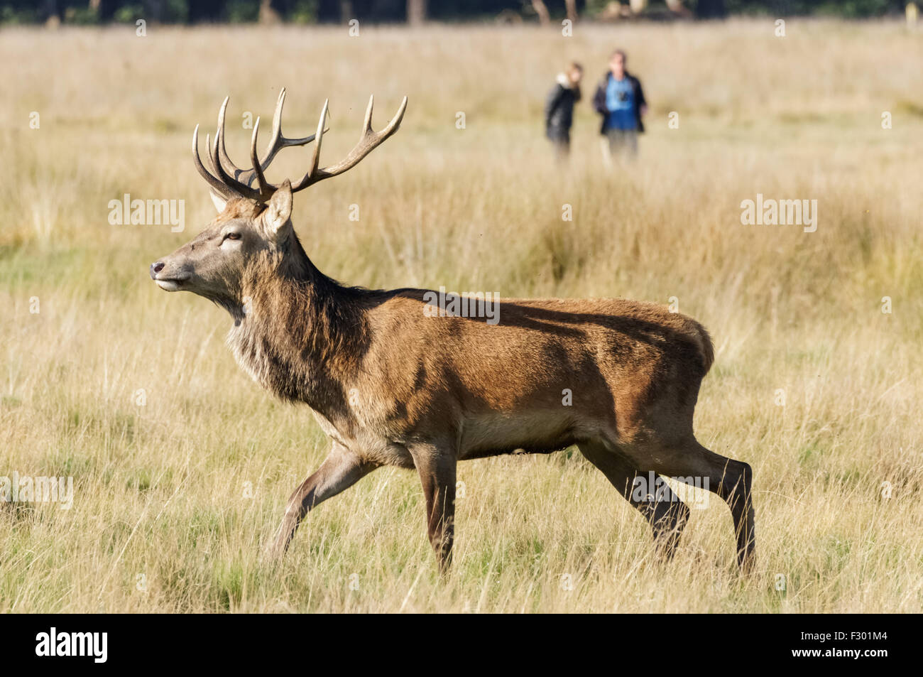 Virginie à Richmond Park, Londres Angleterre Royaume-Uni UK Banque D'Images
